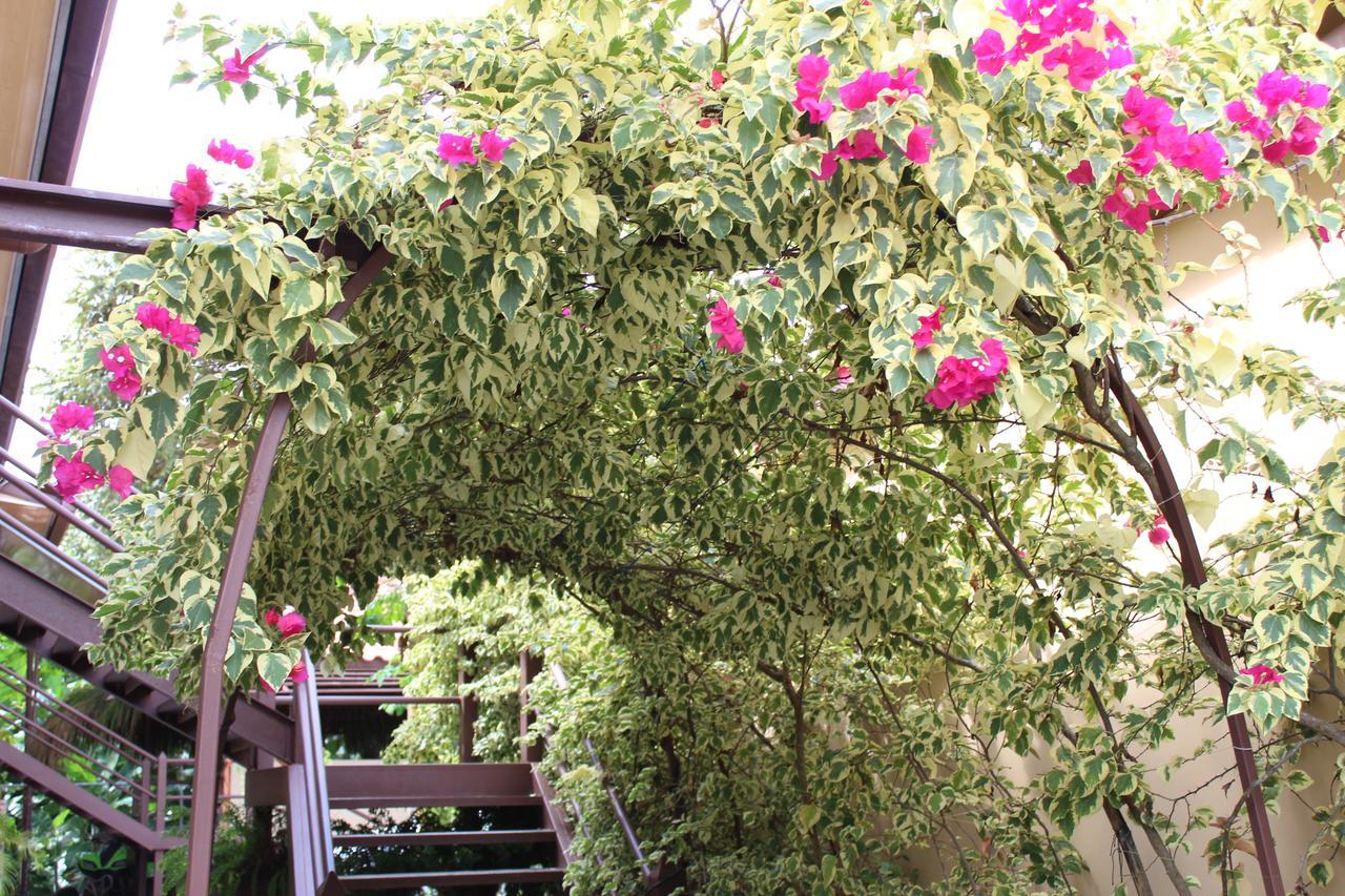 Roxy'S Bed & Breakfast Boca Chica Exterior photo